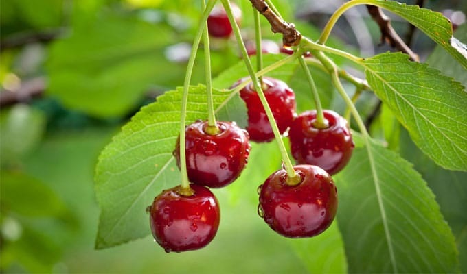 cherries 680x400 1